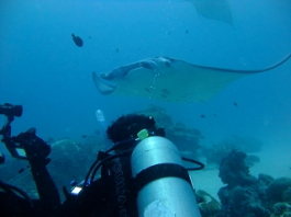 パラオツアー画像4