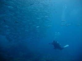 パラオツアー画像5