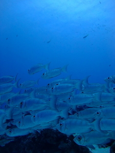 パラオツアー画像10