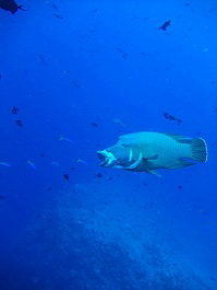 14パラオツアー画像11