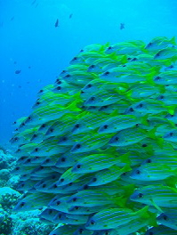 14パラオツアー画像12