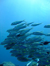 14パラオツアー画像13