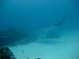 14パラオツアー画像15