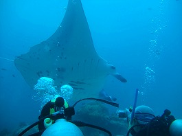 14パラオツアー画像17