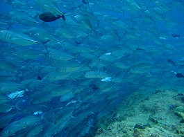 14パラオツアー画像2