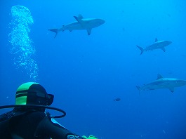 14パラオツアー画像6