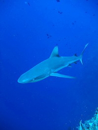 14パラオツアー画像9