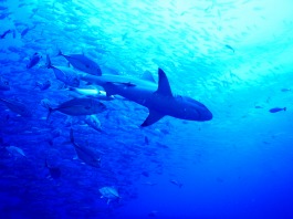 �p���I�c�A�[�摜