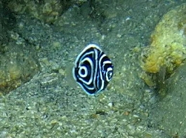 okata����̎ʐ^