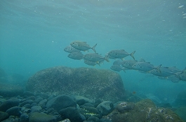 okata����̎ʐ^