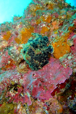 okata����̎ʐ^