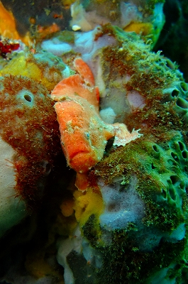 okata����̎ʐ^