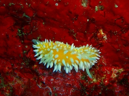 ��������������26