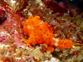 �x�ˁE�o�E�V�l1