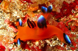 �C�m�����E�����܂l1