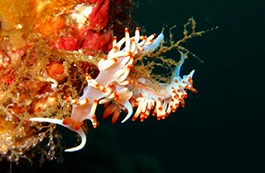 �C�m�����E�����܂l7