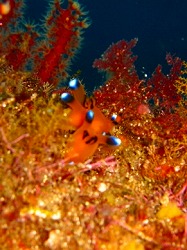 �����E�悵����l1