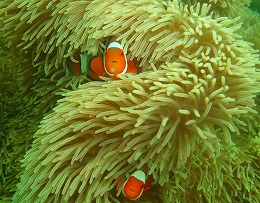 パプアニューギニア クマノミの画像2