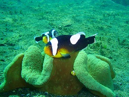 パプアニューギニア クマノミの画像3