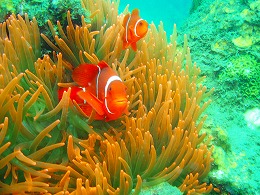 パプアニューギニア クマノミの画像1