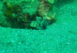 パプアニューギニア ハゼの画像1