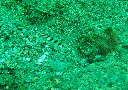 パプアニューギニア ハゼの画像4