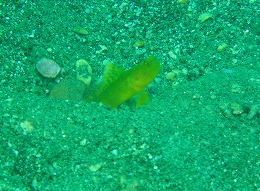 パプアニューギニア ハゼの画像2