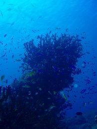 パプアニューギニア 珊瑚の画像1