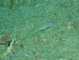 パプアニューギニア ハゼの画像5