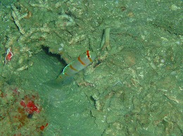 パプアニューギニア ハゼの画像6