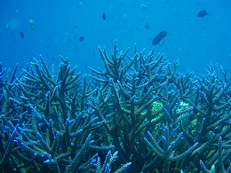 パプアニューギニア 珊瑚の画像4