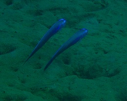 パプアニューギニア ハゼの画像8