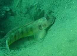 パプアニューギニア ハゼの画像9