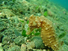 パプアニューギニア ビーチの画像1