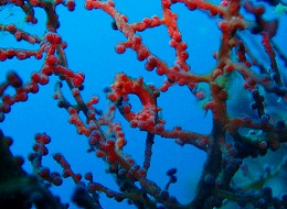 パプアニューギニア ピグミーの画像