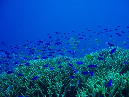 パプアニューギニア の画像2