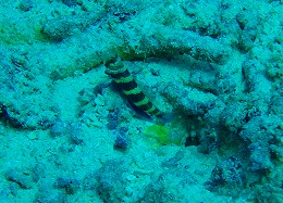 パプアニューギニア ハゼの画像10