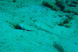 パプアニューギニア ハゼの画像11