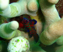 パプアニューギニア ビーチの画像3