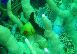 パプアニューギニア ビーチの画像4