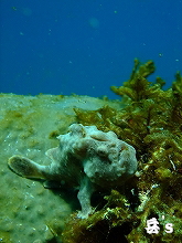 �w�C�Y�t�H�g1