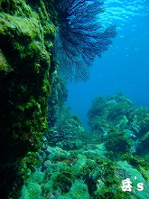 �w�C�Y�t�H�g