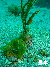 �n���t�H�g