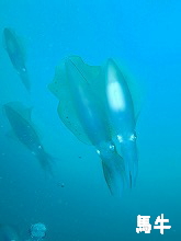 �n���t�H�g