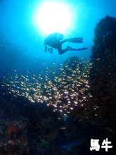 �n���t�H�g