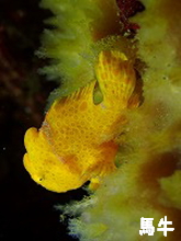 �n���t�H�g