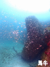 �n���t�H�g