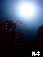 �n���t�H�g