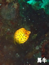 �n���t�H�g