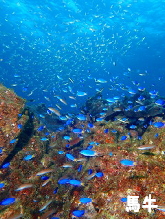 �n���t�H�g